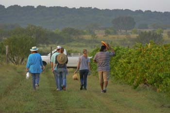 Project_HCB_20070826_AkashicVineyard_0160