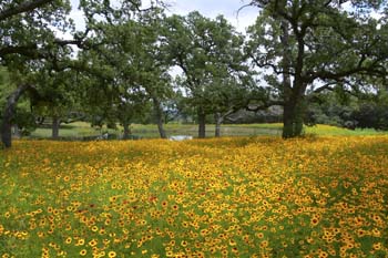 Project_HCB_20070829_BurnetScenery_0004