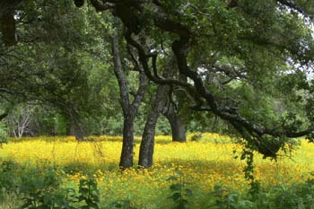 Project_HCB_20070829_BurnetScenery_0014-2